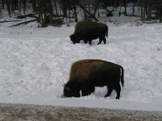 Day3-Liard-Bison.JPG